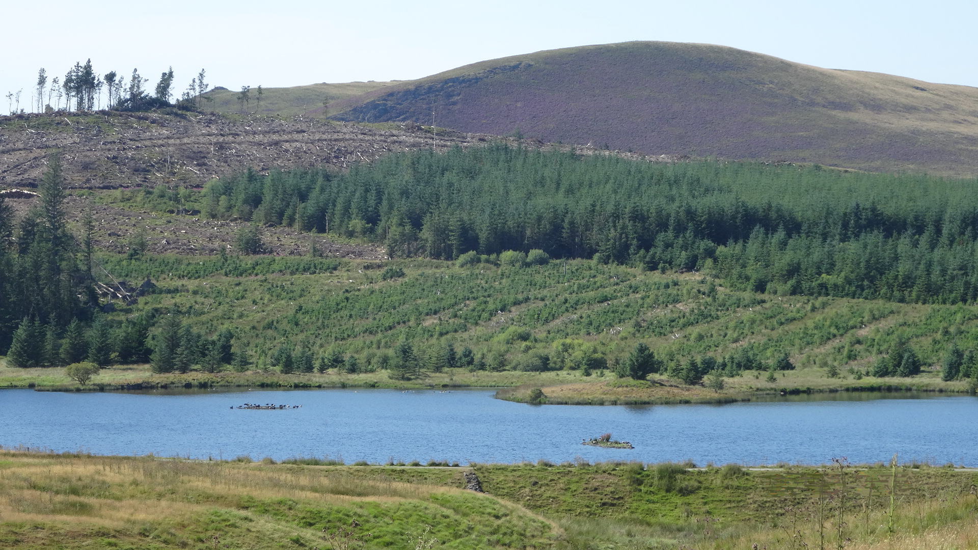 RachelSeabrook.net | Wild Walking | Disgwylfa-Fawr | pic18